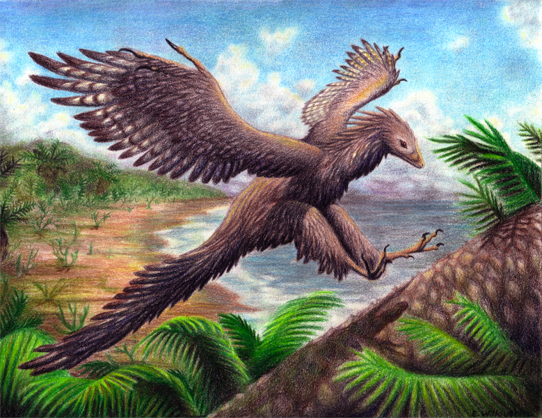 Файл:Archaeopteryx.png